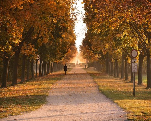 person walking slowly through an autumn alley filled with golden leaves